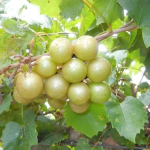Muscadine Grape Plant Live - Hardy Vine - 4 Inch Pot - Home Garden
