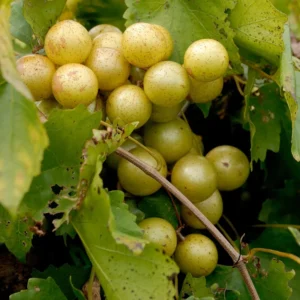 Muscadine Grape Plant Live - Hardy Vine - 4 Inch Pot - Home Garden