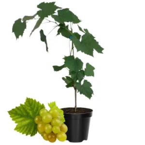 Muscadine Grape Plant Live - 8-12 Inch Vine - Fast Growing Fruit Tree