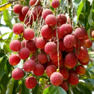 Lychee Plant Live Fruit Tree Seedling 7-12 Inch Tall in 4 Inch Pot