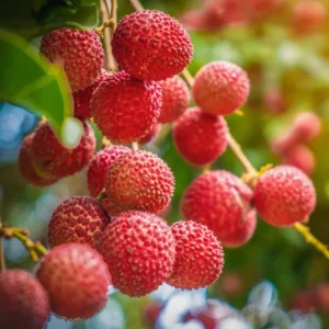 Lychee Plant Live Fruit Tree Seedling 7-12 Inch Tall in 4 Inch Pot