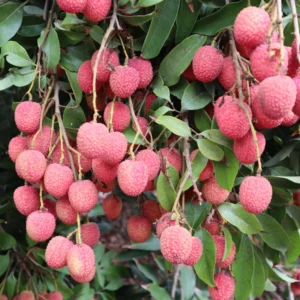 Lychee Plant Live Fruit Tree Seedling 7-12 Inch Tall in 4 Inch Pot