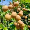 Longan Fruit Tree Live Plant - 8-12 Inch Tall Longan Plant