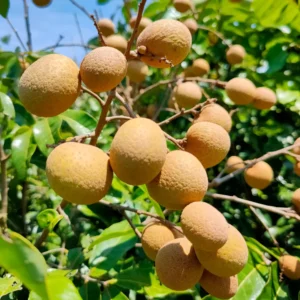 Longan Fruit Tree Live Plant - 8-12 Inch Tall Longan Plant