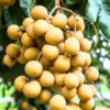 Longan Fruit Tree Live Plant - 8-12 Inch Tall Longan Plant