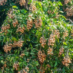 Longan Fruit Tree Live Plant - 8-12 Inch Tall Longan Plant