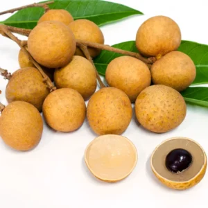 Longan Fruit Tree Live Plant - 8-12 Inch Tall Longan Plant