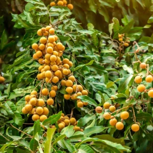 Longan Fruit Tree Live Plant - 8-12 Inch Tall Longan Plant