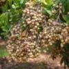 Longan Fruit Tree Live Plant - 8-12 Inch Tall Longan Plant