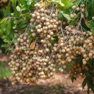 Longan Fruit Tree Live Plant - 8-12 Inch Tall Longan Plant