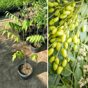 Neem Plant - Live Tree in Half Gallon Pot - Fast Growing