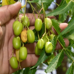 Neem Plant - Live Tree in Half Gallon Pot - Fast Growing