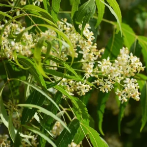 Neem Plant - Live Tree in Half Gallon Pot - Fast Growing