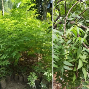 Neem Plant - Live Tree in Half Gallon Pot - Fast Growing