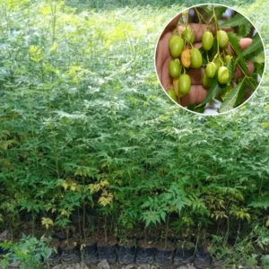 Neem Plant - Live Tree in Half Gallon Pot - Fast Growing