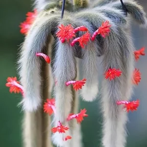 Monkey Tail Cactus Plant Live - 10-15