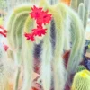 Monkey Tail Cactus Live Plant 10-15 Inch Rare Hanging Succulent Bareroot