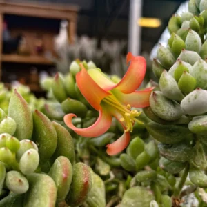 Cotyledon Pendens Succulent Live Plant, Trailing Houseplant, 2 inch Pot