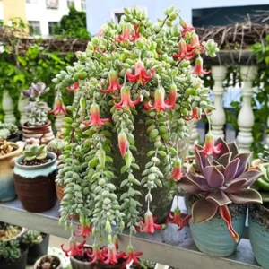 Cotyledon Pendens Succulent Live Plant, Trailing Houseplant, 2 inch Pot