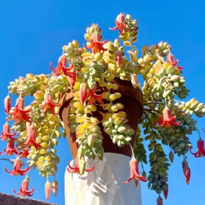 Cotyledon Pendens Succulent Live Plant, Trailing Houseplant, 2 inch Pot