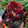 Red Kalanchoe Plant Live Succulent 2 Inch Pot Flowering Indoor Outdoor