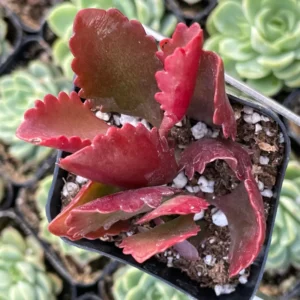 Red Kalanchoe Plant Live Succulent 2 Inch Pot Flowering Indoor Outdoor