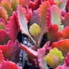 Red Kalanchoe Plant Live Succulent 2 Inch Pot Flowering Indoor Outdoor