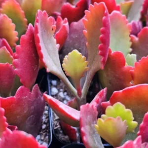 Red Kalanchoe Plant Live Succulent 2 Inch Pot Flowering Indoor Outdoor