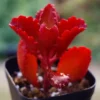 Red Kalanchoe Plant Live Succulent 2 Inch Pot Flowering Indoor Outdoor