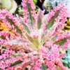 Kalanchoe Pink Butterfly - Variegated Succulent Live Plant Indoor Outdoor