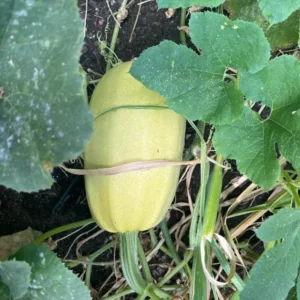 Spaghetti Squash Plant - Live Vegetable Plant - 4 Inch Potted - Garden Ready