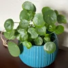Pilea Peperomioides Plant - Indoor Money Tree - 2.5 Inch Pot Live Plant