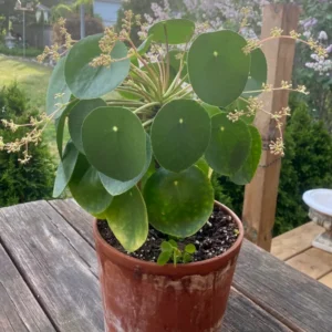 Pilea Peperomioides Plant - Indoor Money Tree - 2.5 Inch Pot Live Plant