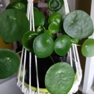 Pilea Peperomioides Plant - Indoor Money Tree - 2.5 Inch Pot Live Plant