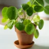 Pilea Peperomioides Plant - Live Indoor Money Tree - 2.5 Inch Pot