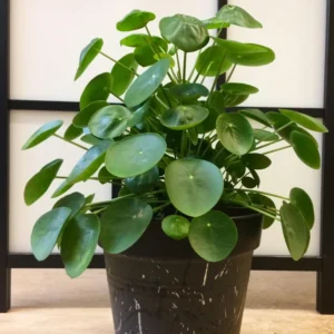 Pilea Peperomioides Plant - Live Indoor Money Tree - 2.5 Inch Pot