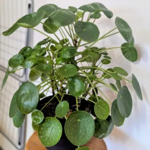 Pilea Peperomioides Plant - Live Indoor Money Tree - 2.5 Inch Pot