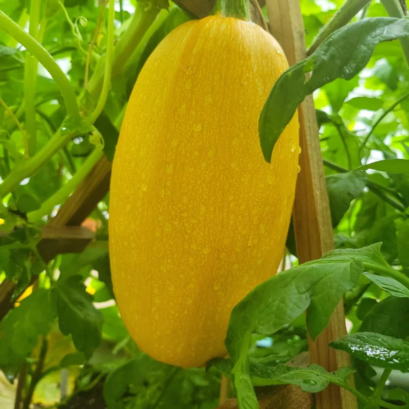 Spaghetti Squash Plant Seedling - 4 Inch Pot - Vegetable Plant for Gardening