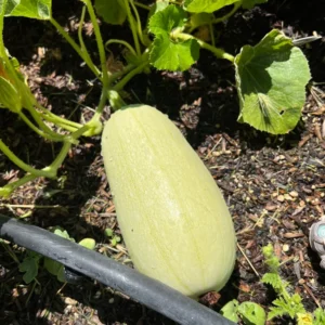Spaghetti Squash Plant Seedling - 4 Inch Pot - Vegetable Plant for Gardening