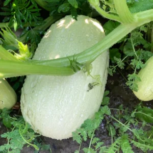 Spaghetti Squash Plant Seedling - 4 Inch Pot - Vegetable Plant for Gardening