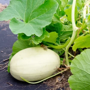 Spaghetti Squash Plant Seedling - 4 Inch Pot - Vegetable Plant for Gardening