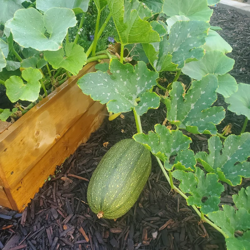 Spaghetti Squash Plant, Spaghetti Squash Plant For Planting Outdoors, Starter Plant In 4 Inches Pot