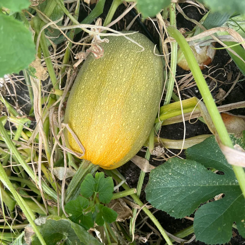 Spaghetti Squash Plant, Spaghetti Squash Plant For Planting Outdoors, Starter Plant In 4 Inches Pot
