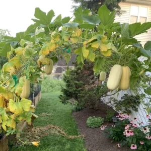 Spaghetti Squash Plant, Spaghetti Squash Plant For Planting Outdoors, Starter Plant In 4 Inches Pot