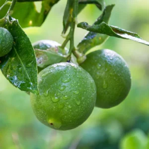 Spaghetti Squash Plant - 4 Inch Starter Plant for Outdoor Planting