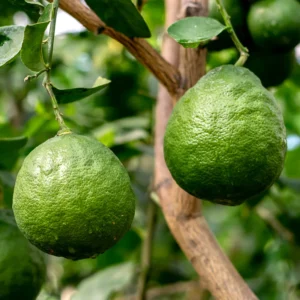 Spaghetti Squash Plant - 4 Inch Starter Plant for Outdoor Planting