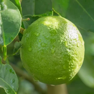 Spaghetti Squash Plant - 4 Inch Starter Plant for Outdoor Planting