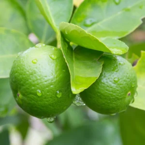 Key Lime Tree - Live Thornless Plant - 5 Inch Potted Lime Fruit Tree