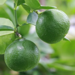 Key Lime Tree - Live Thornless Plant - 5 Inch Potted Lime Fruit Tree