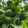Key Lime Tree - Live Thornless Plant - 5 Inch Potted Lime Fruit Tree